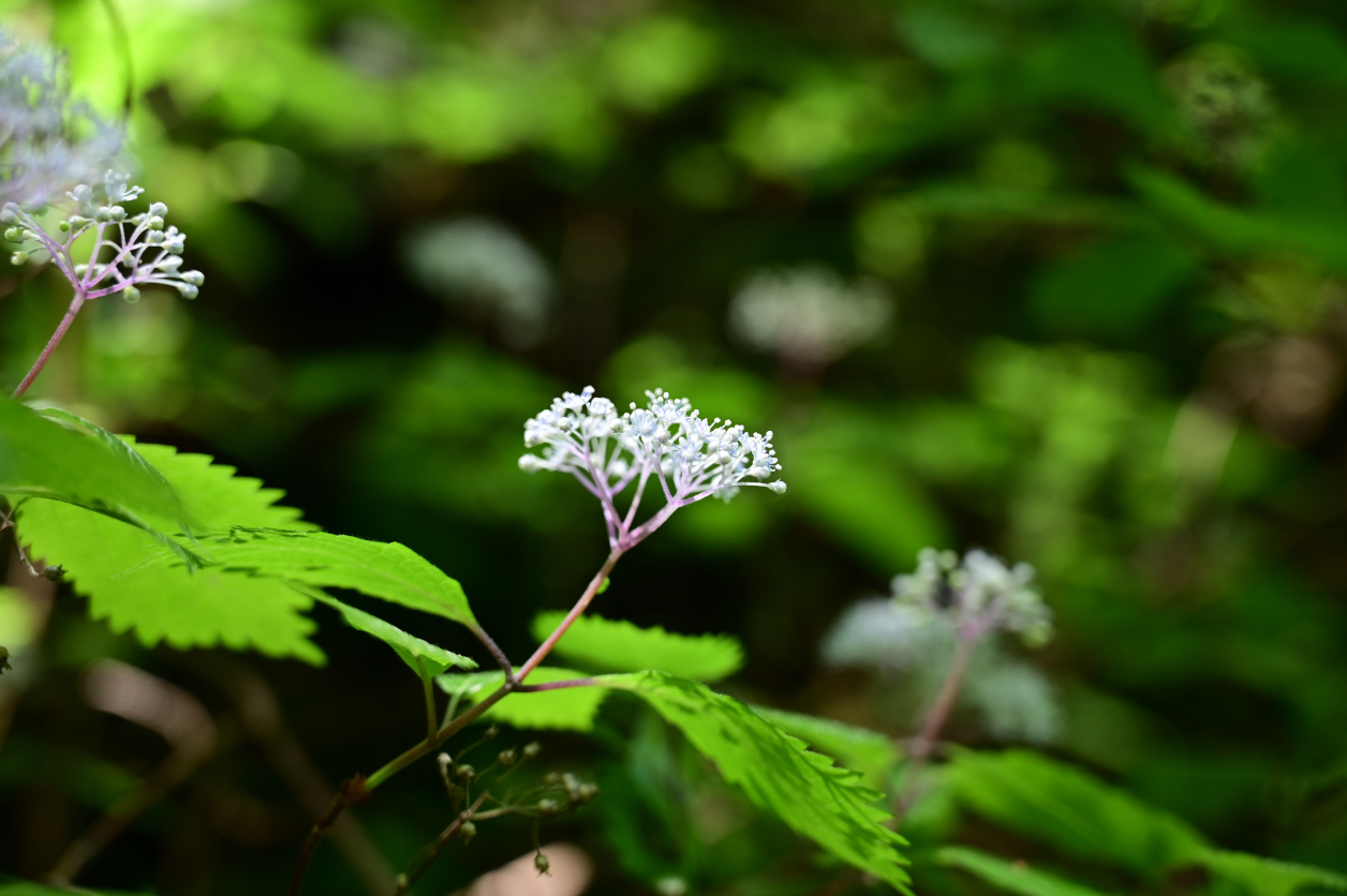 川苔山