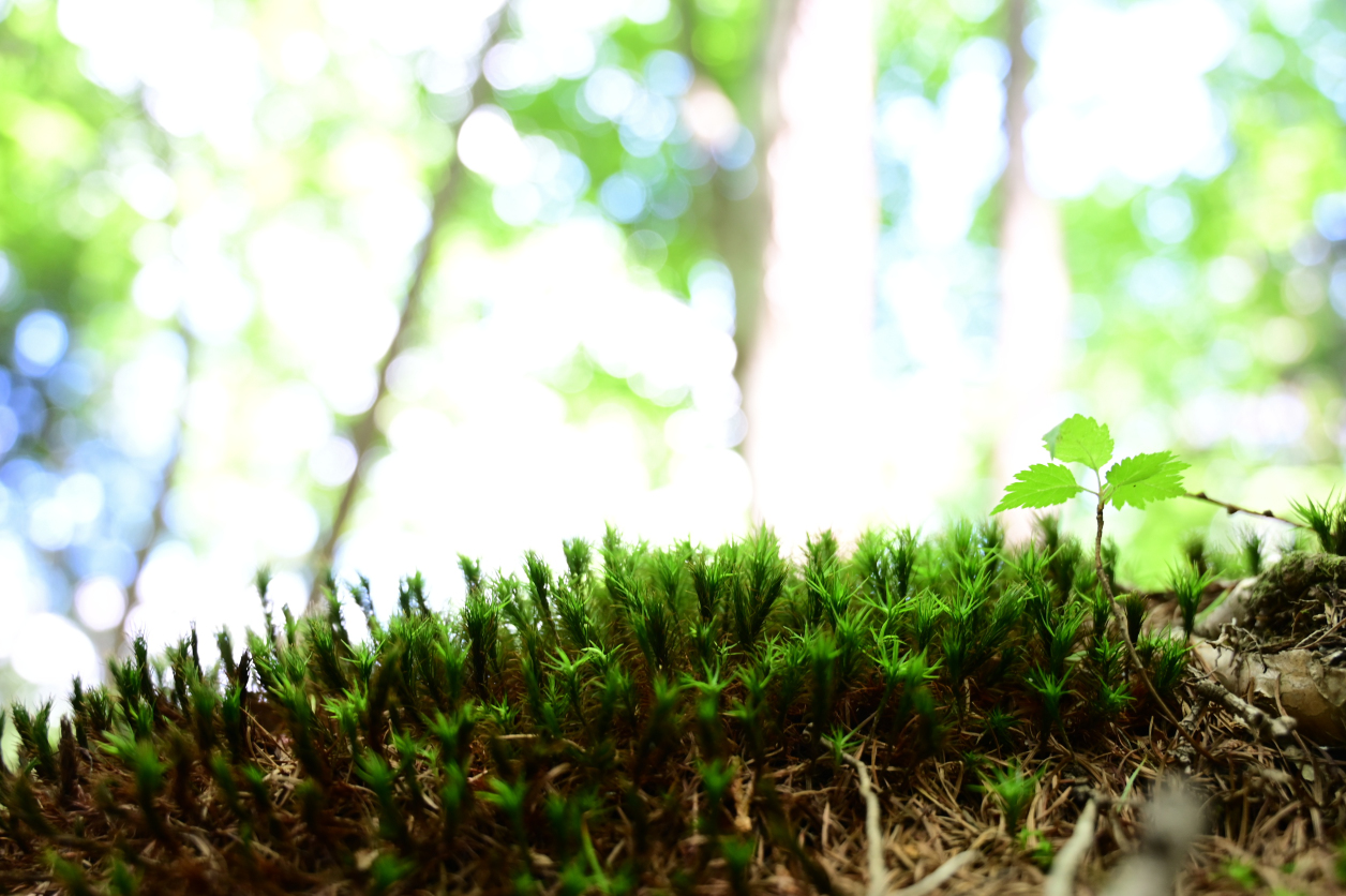 川苔山