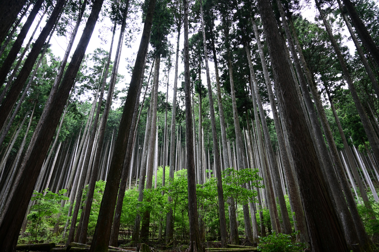 川苔山