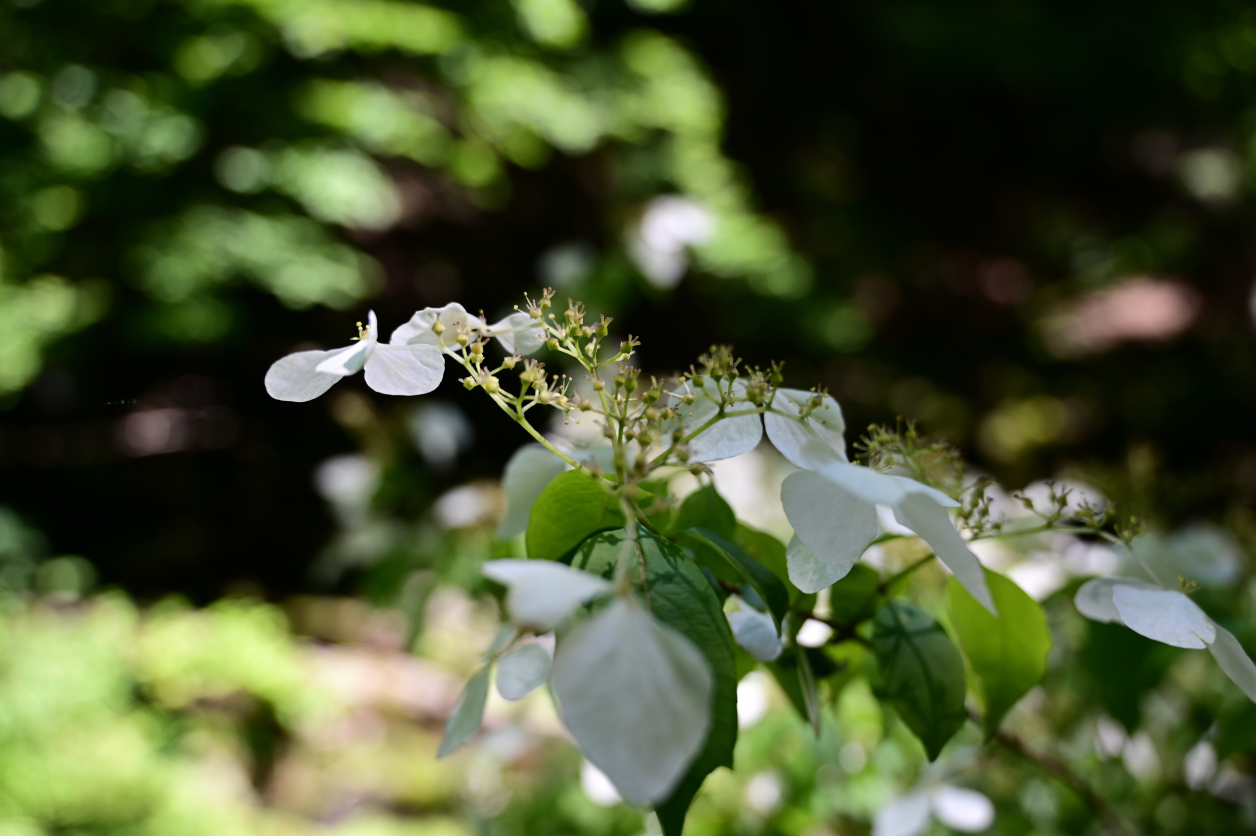 川苔山