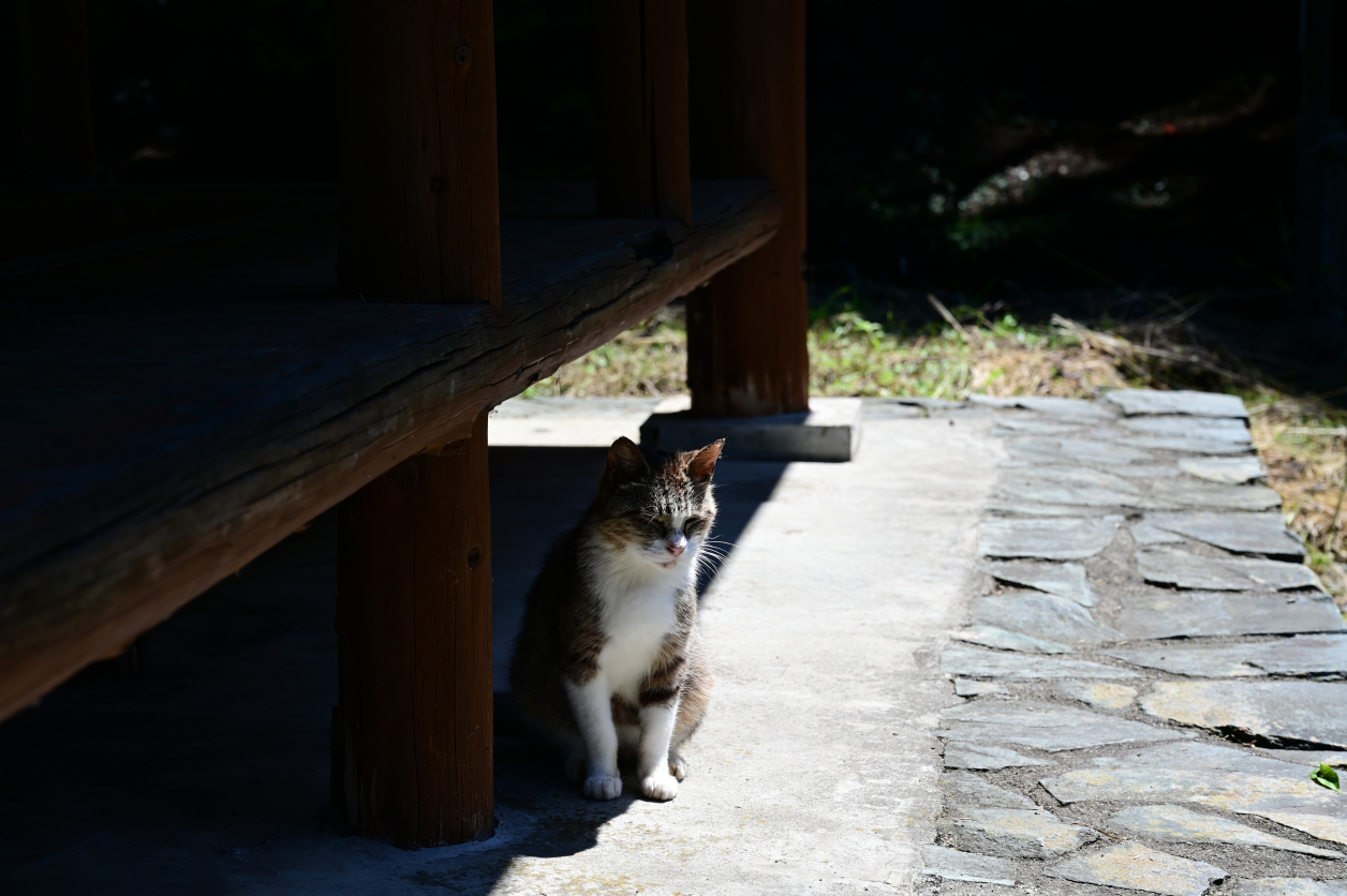 野良猫