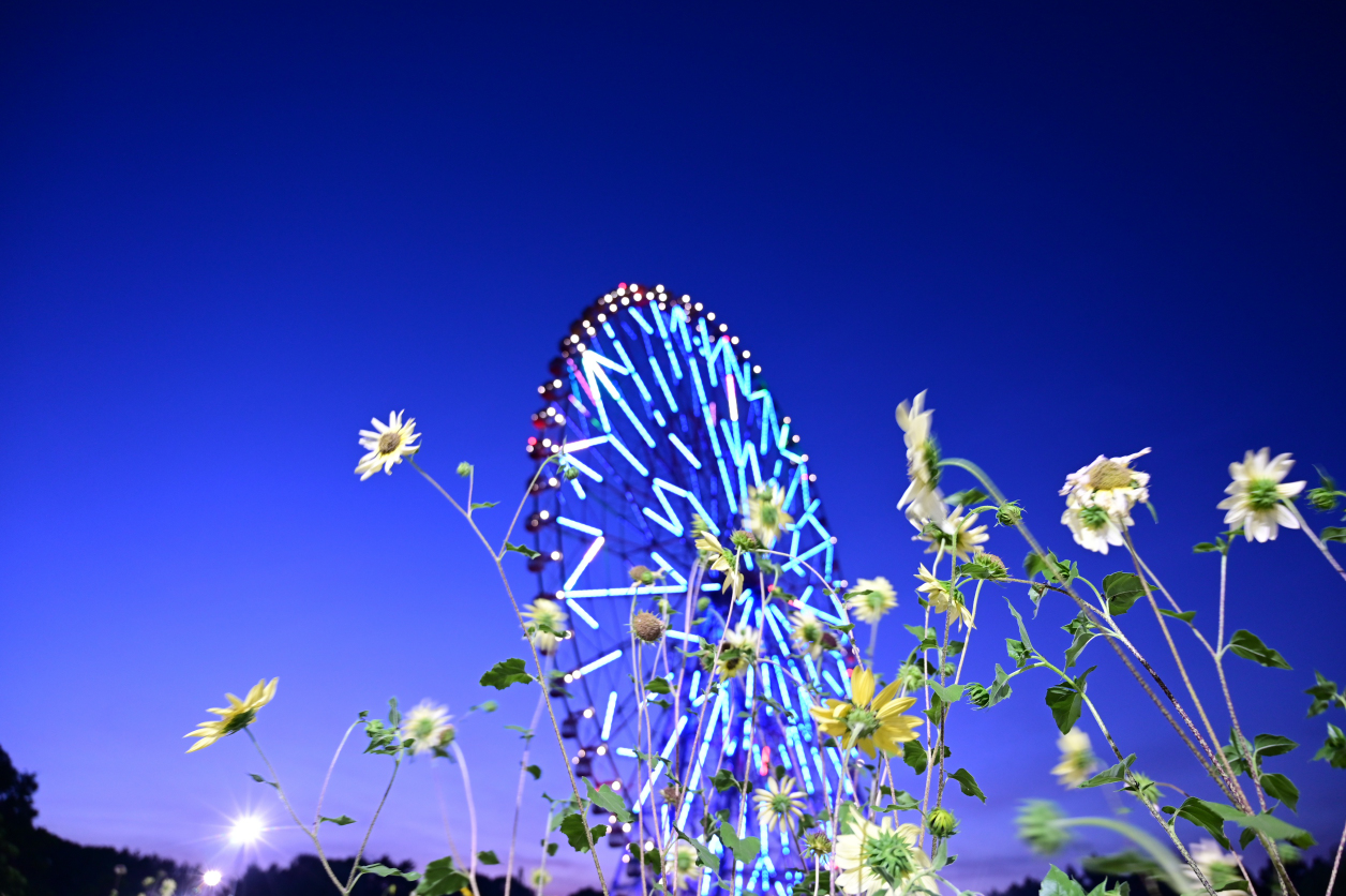 葛西臨海公園のひまわり