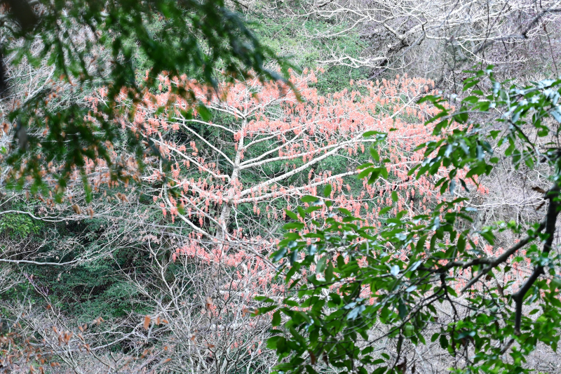 高尾山