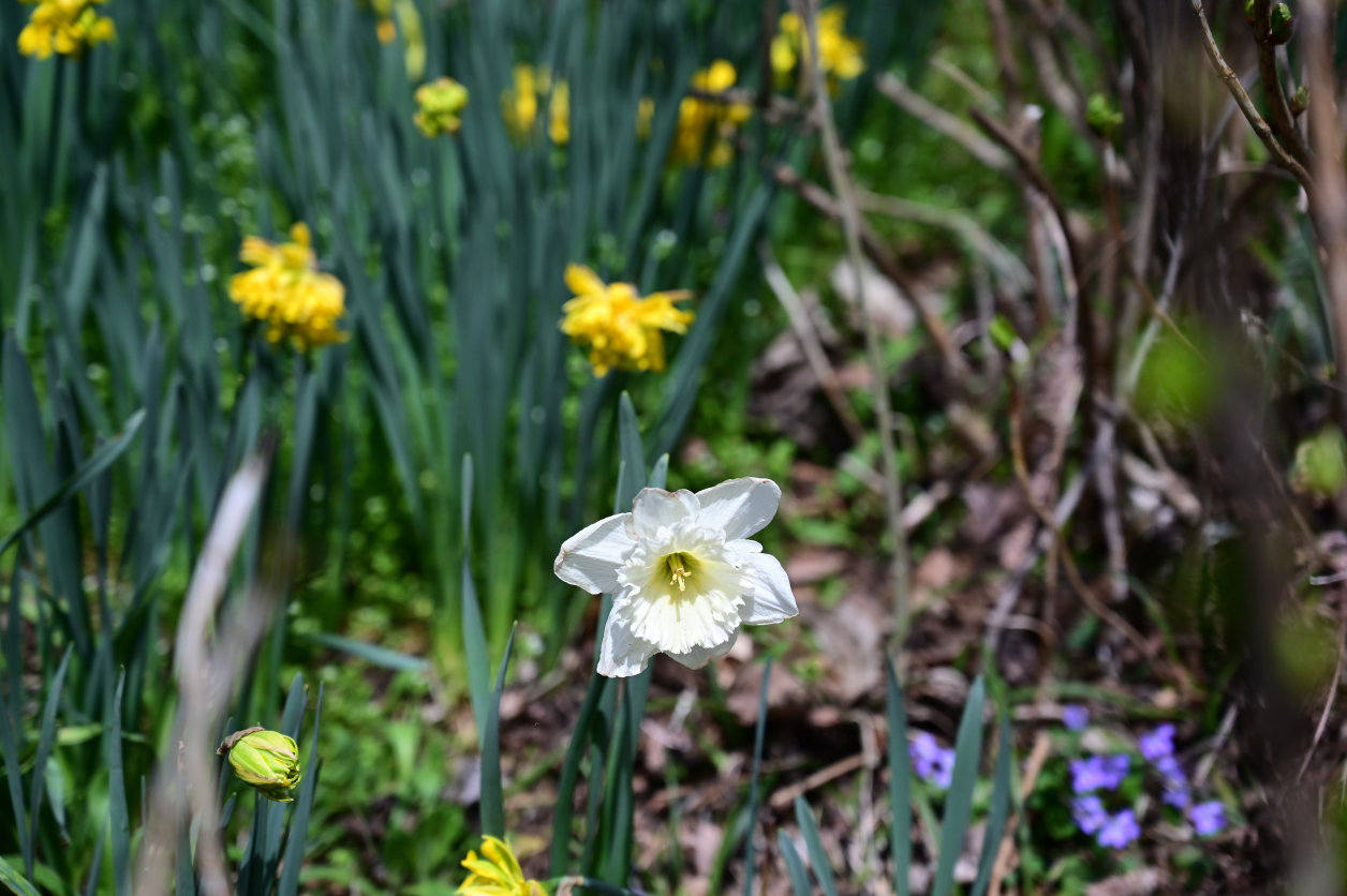 小仏城山の花