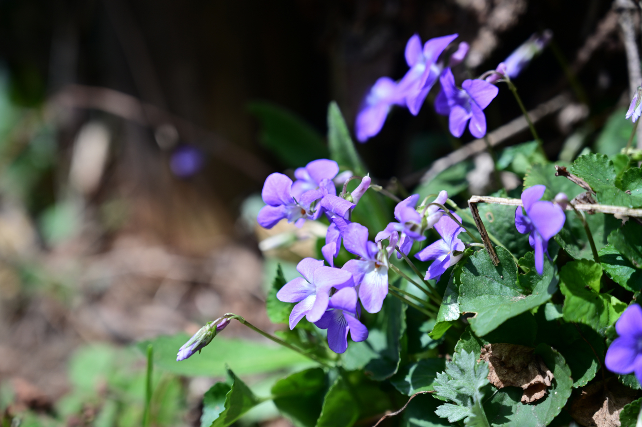 小仏城山の花