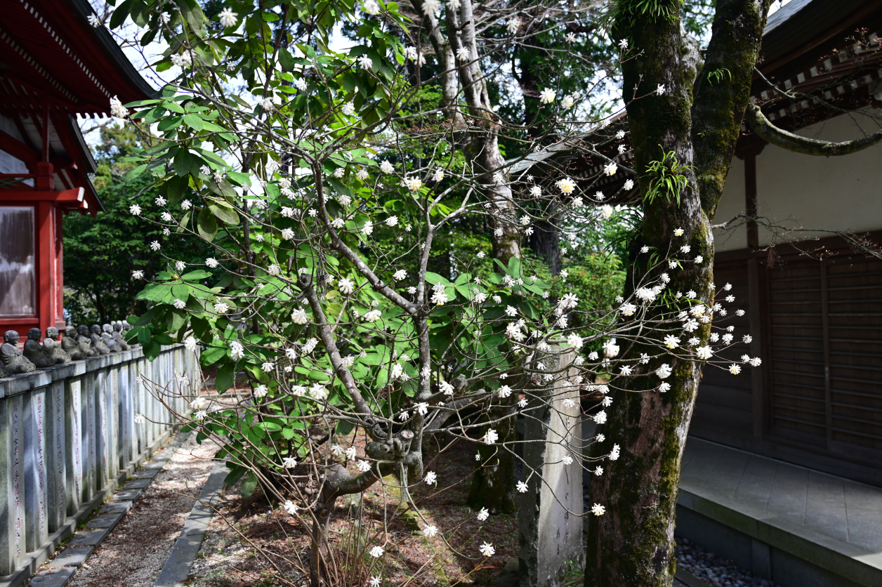 高尾山のミツマタ