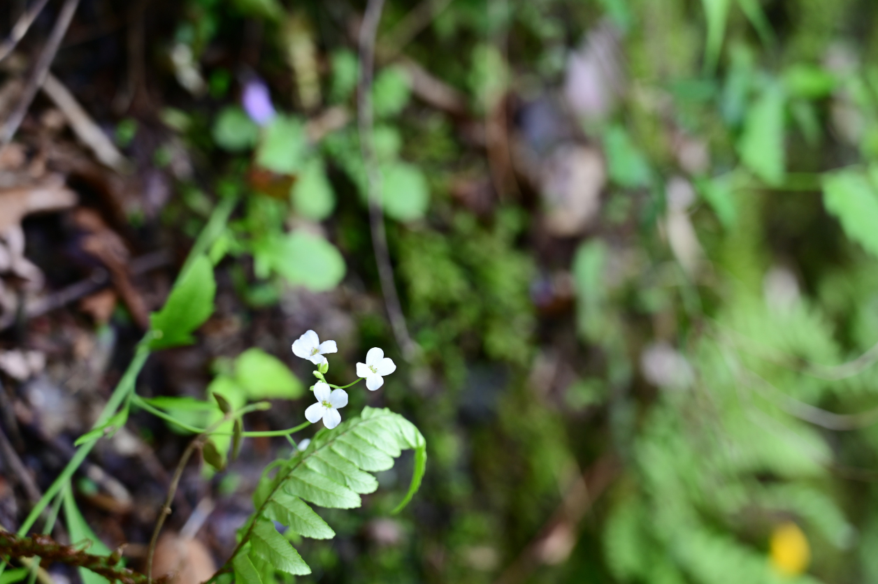 袋田の滝に咲いていたお花