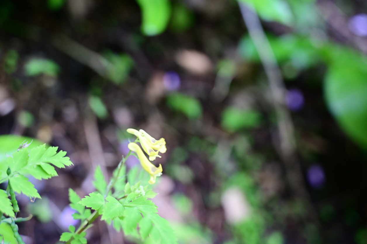 袋田の滝に咲いていたお花