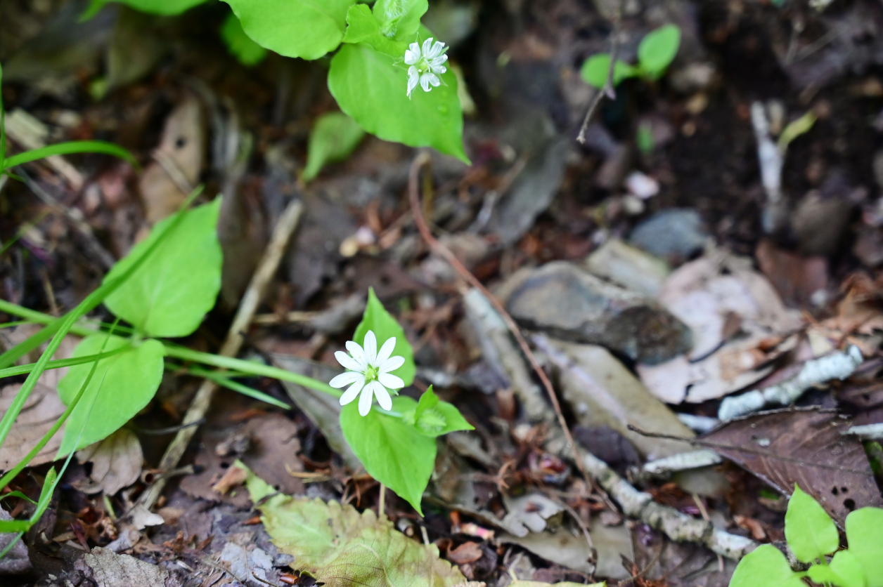 袋田の滝に咲いていたお花