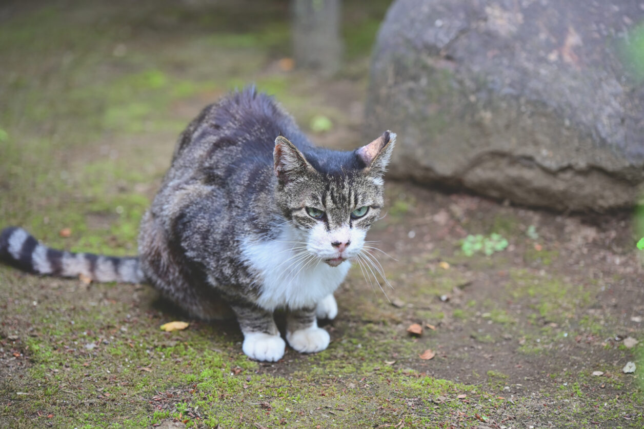 白山神社の猫