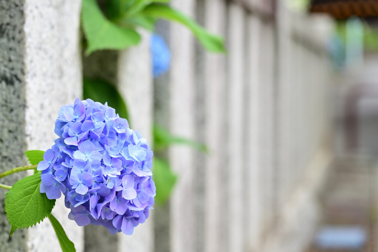 白山神社の紫陽花