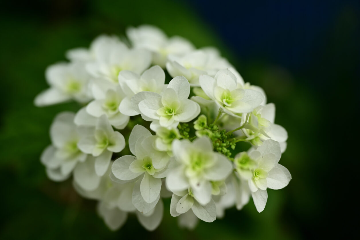 白山神社の紫陽花
