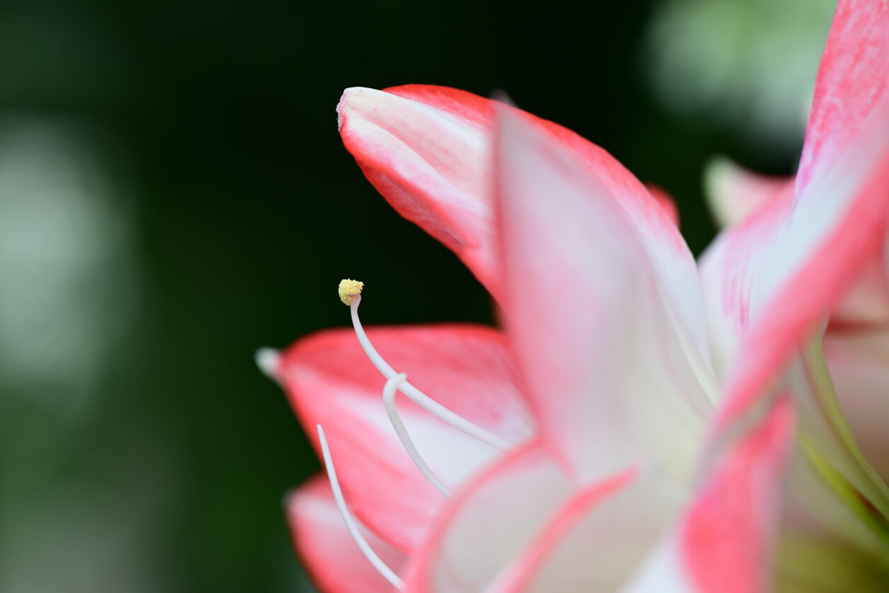 白山神社のお花
