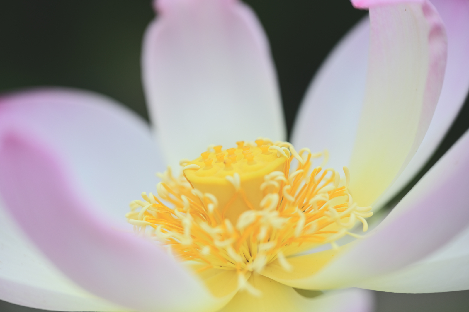 神代植物公園