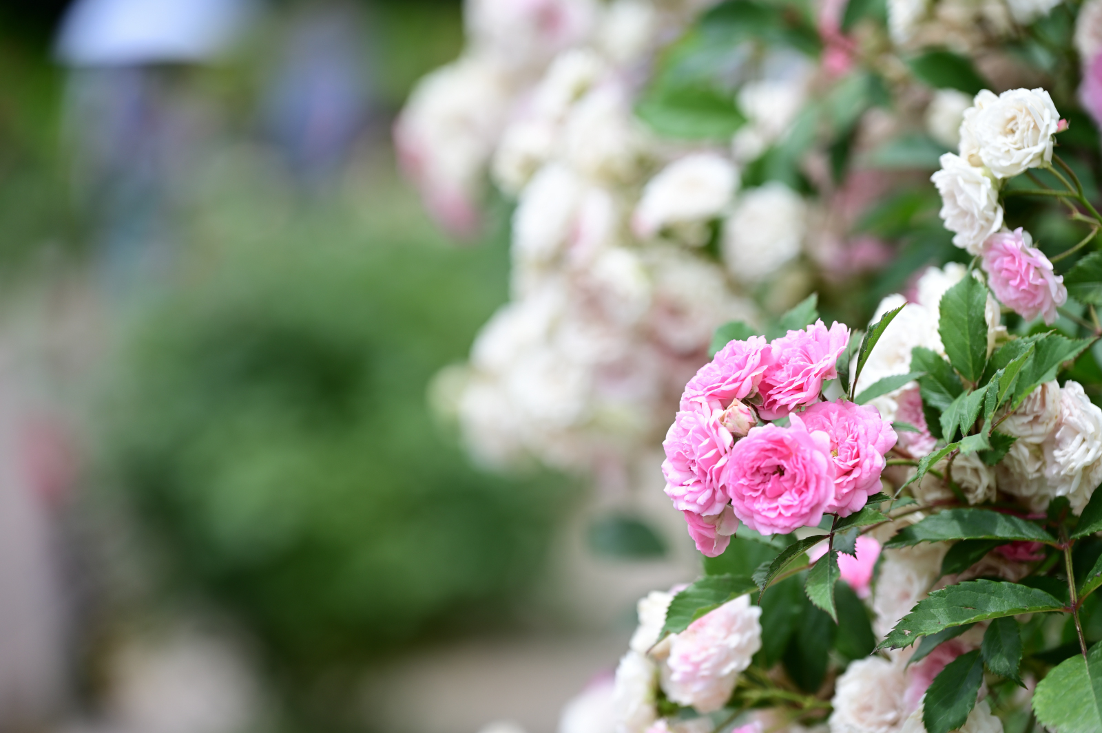 薔薇