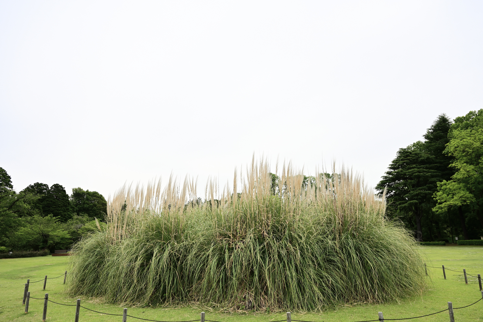 神代植物公園