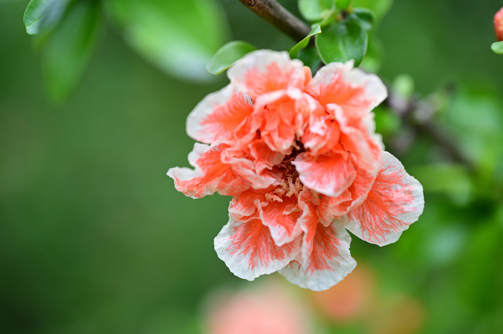 神代植物公園