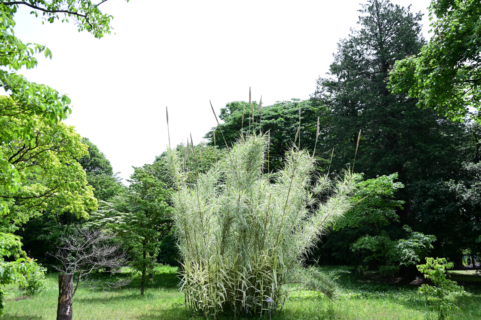 神代植物公園